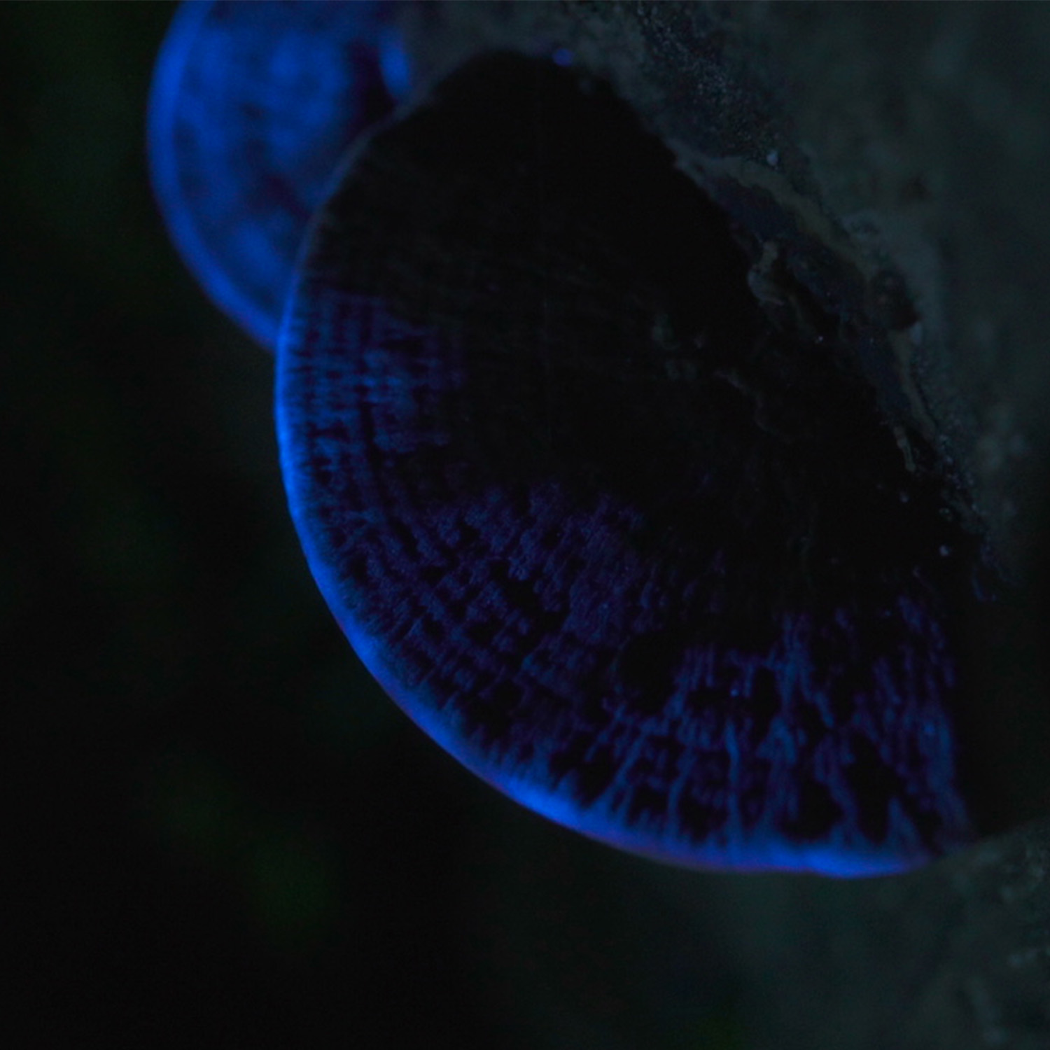 projection mapping/video